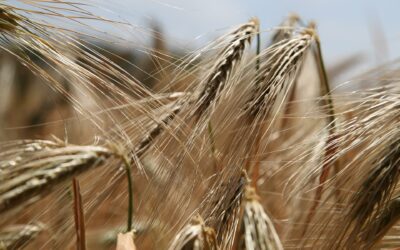 Qué pasa con el gluten?