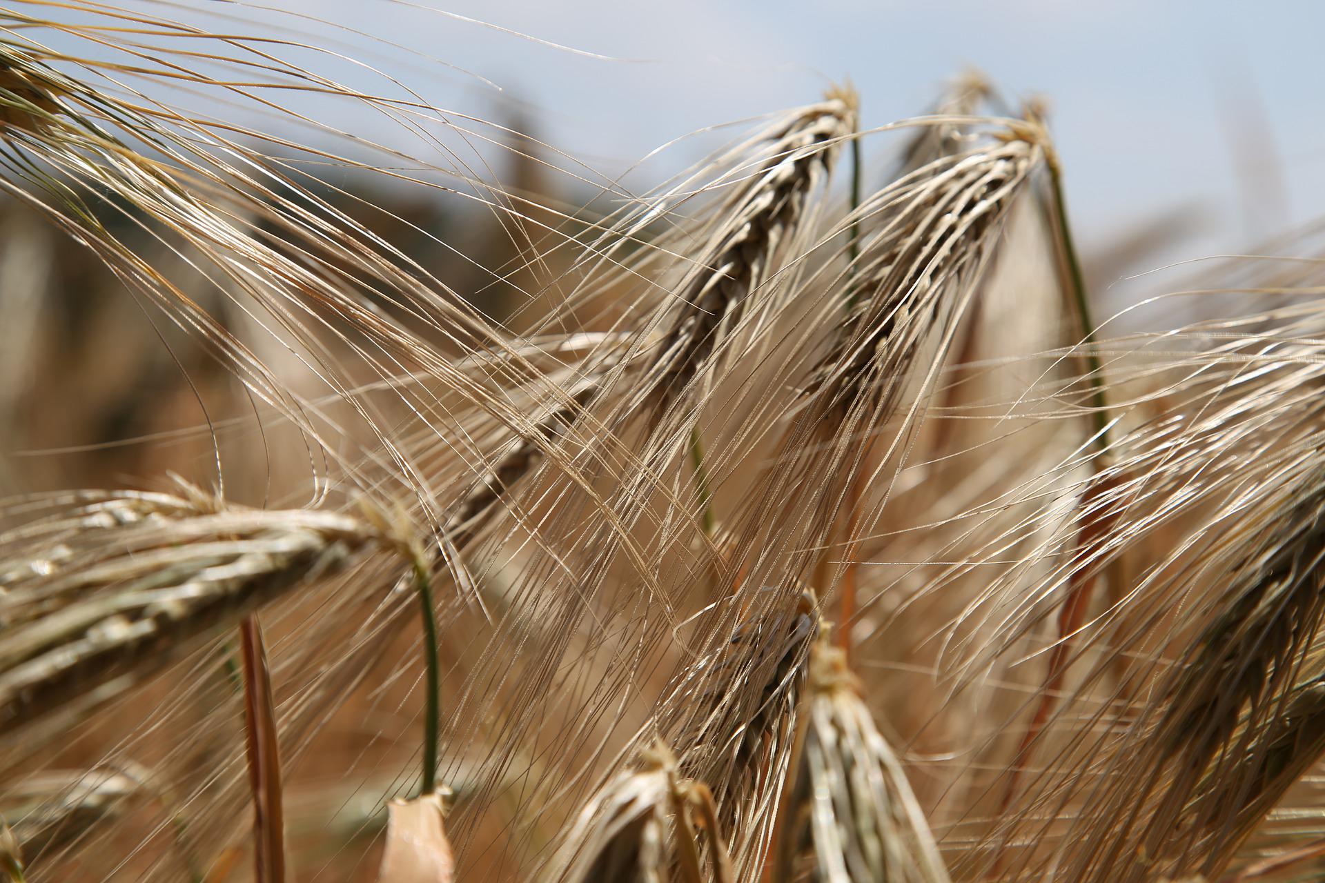 Qué pasa con el gluten?